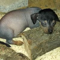 Animal Hospital ico