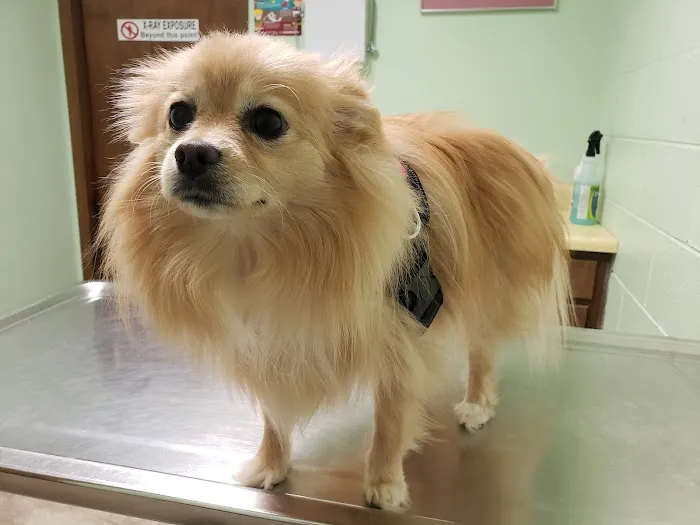 Animal Hospital 9