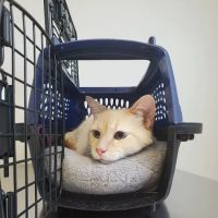 Rhea Pet Medical Center ico