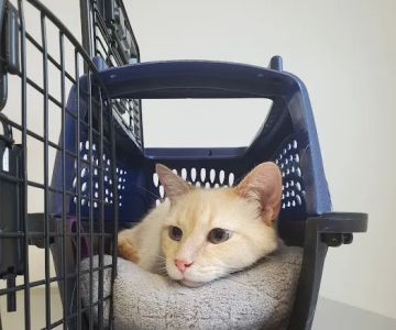 Rhea Pet Medical Center