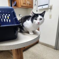 Sweetwater Veterinary Hospital ico