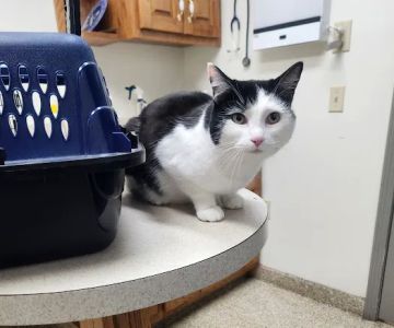 Sweetwater Veterinary Hospital