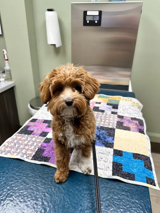 Adel Veterinary Clinic 4