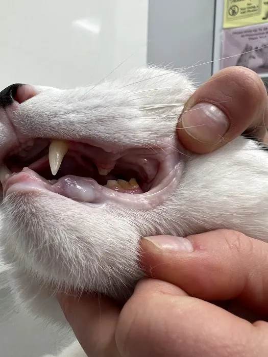 Broderick Animal Clinic 4