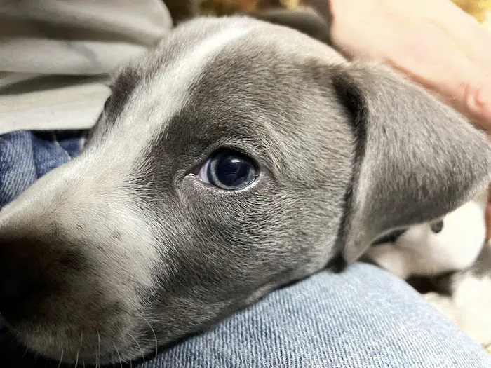 Parkside Animal Hospital 2
