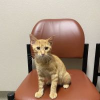 Unionville Veterinary Clinic ico