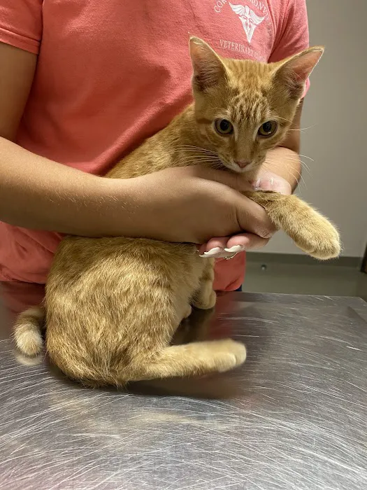 Unionville Veterinary Clinic 2