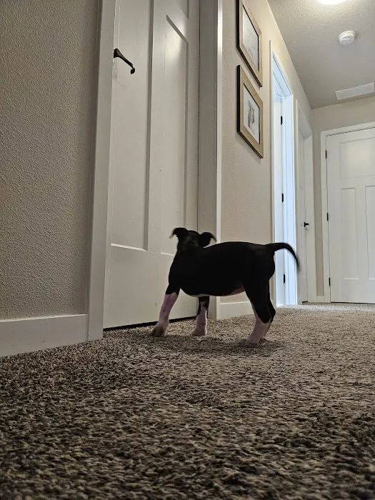 Waukee-Clive Veterinary Clinic 5