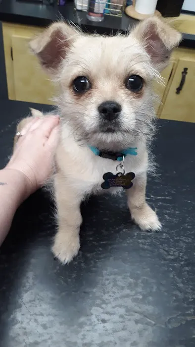 Chester Veterinary Services, LLC 7
