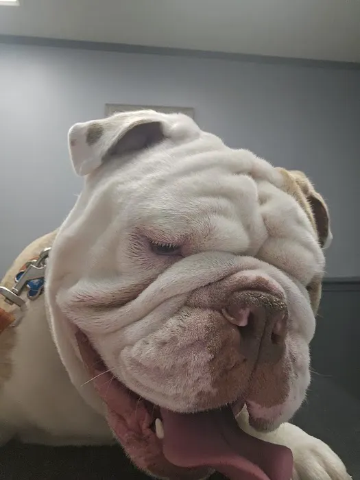 Chester Veterinary Services, LLC 1
