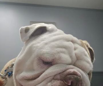 Chester Veterinary Services, LLC