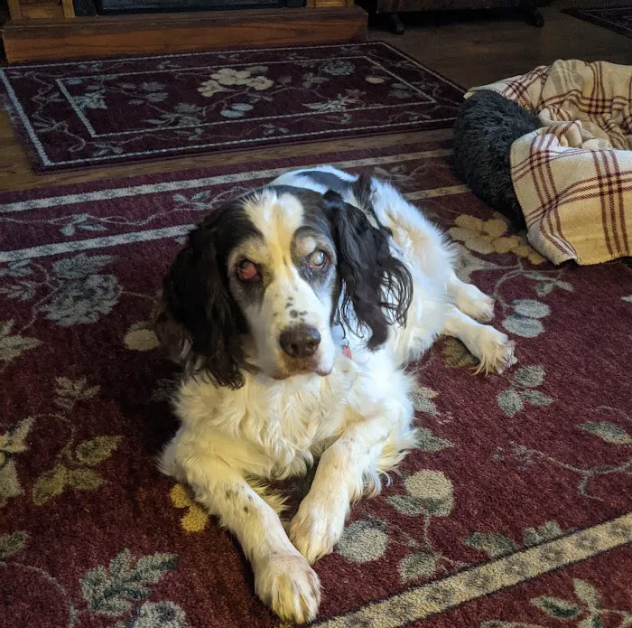 Brady's Run Veterinary Hospital 9