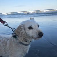 Brady's Run Veterinary Hospital ico