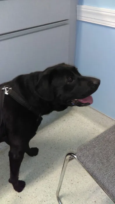 Brodhead Animal Hospital 1