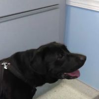 Brodhead Animal Hospital ico