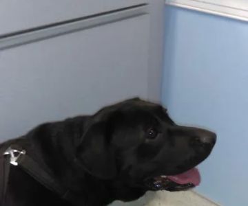 Brodhead Animal Hospital