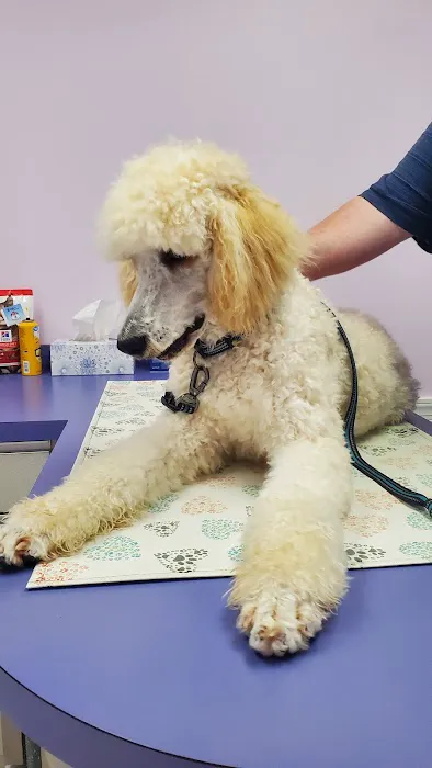 Center Animal Clinic PLLC 2