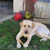 Center Animal Clinic PLLC ico