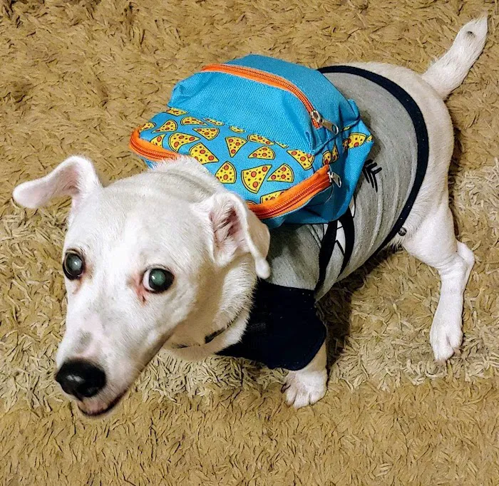 Banfield Pet Hospital 1