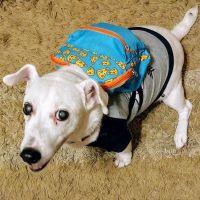 Banfield Pet Hospital ico