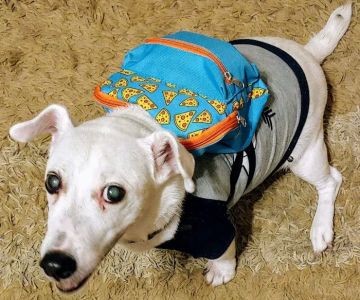 Banfield Pet Hospital