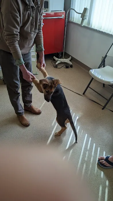 Toronto Veterinary Services 1