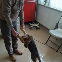 Toronto Veterinary Services ico