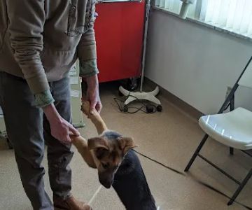 Toronto Veterinary Services