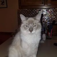 Austintown Veterinary Clinic ico