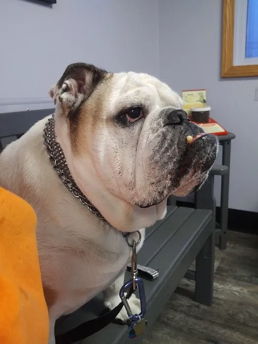 Austintown Veterinary Clinic 3