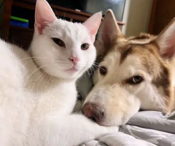 MedVet Urgent Care - Girard