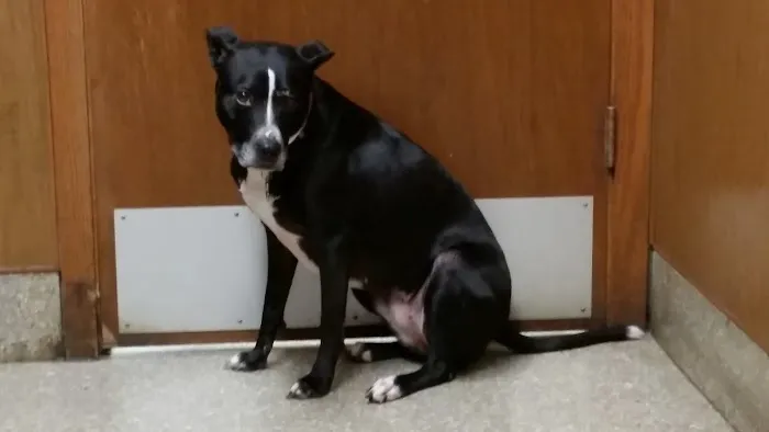 Belmont Veterinary Clinic 3