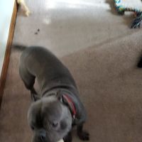 Belmont Veterinary Clinic ico