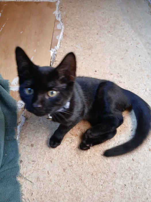 Steel Valley Spay Neuter Clinic 5