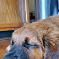 Steel Valley Spay Neuter Clinic ico