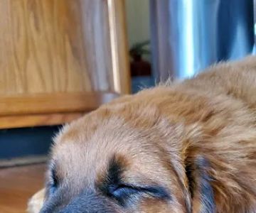 Steel Valley Spay Neuter Clinic