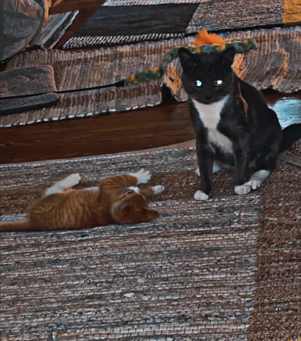 Steel Valley Spay Neuter Clinic 6
