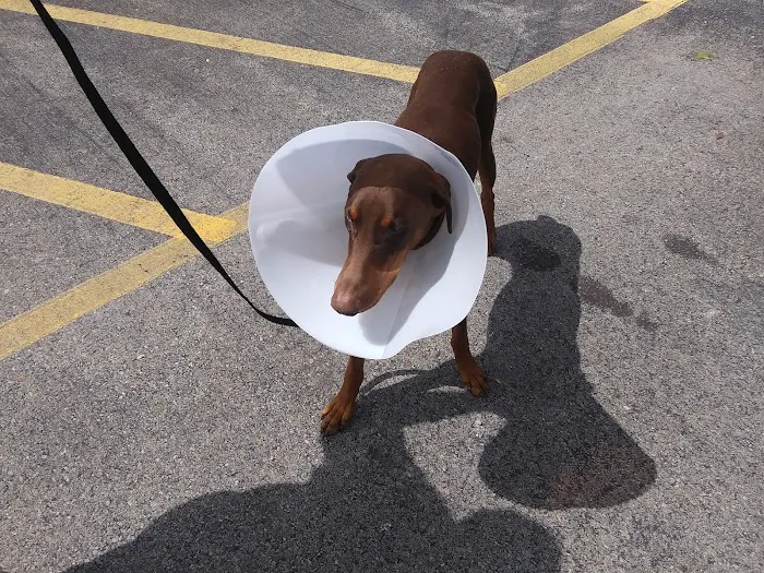 Steel Valley Spay Neuter Clinic 10