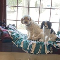 Mahoning Valley Veterinary Centre ico