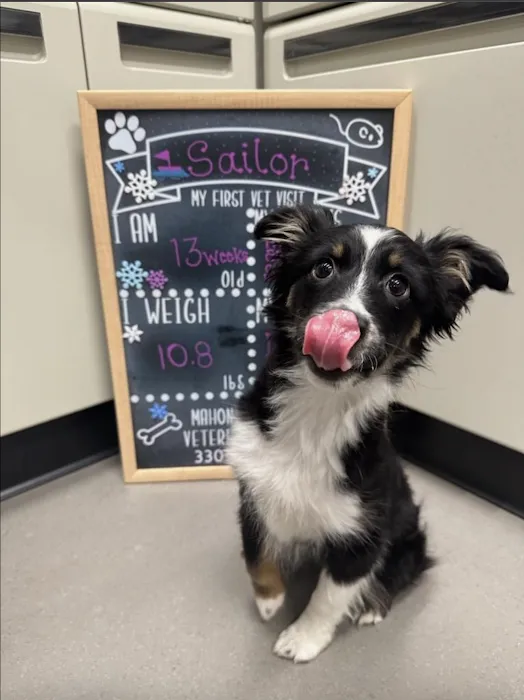 Mahoning Valley Veterinary Centre 9