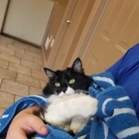 Ellwood Animal Hospital: Cindy Maro DVM CVA CAC VMRT ico