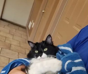 Ellwood Animal Hospital: Cindy Maro DVM CVA CAC VMRT