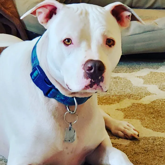 Ellwood Animal Hospital 9