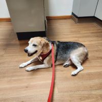 Big Rock Veterinary Hospital ico