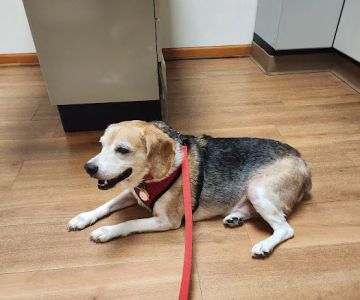 Big Rock Veterinary Hospital