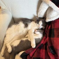 Creekside Veterinary Care ico