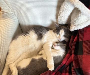 Creekside Veterinary Care