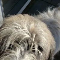 Crossroads Veterinary Hospital ico