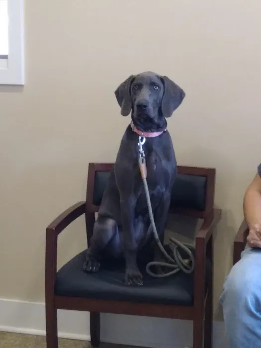 Howland Community Animal Hospital 5