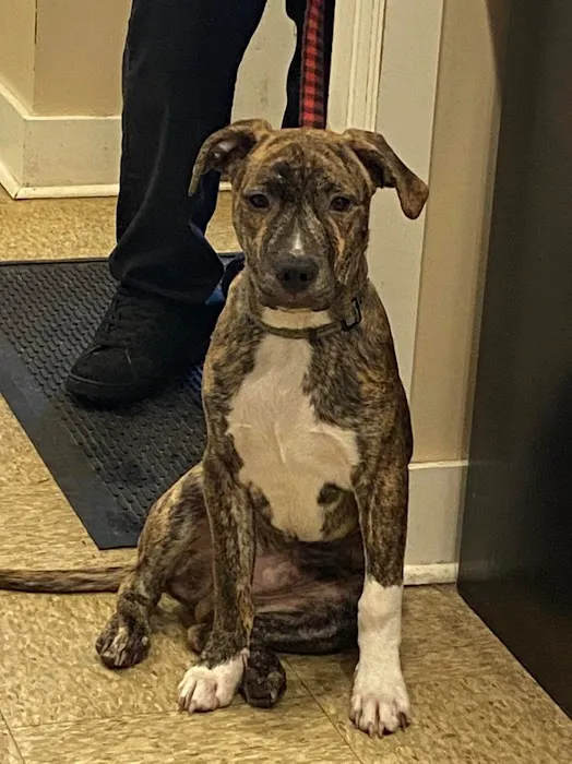 Howland Community Animal Hospital 6